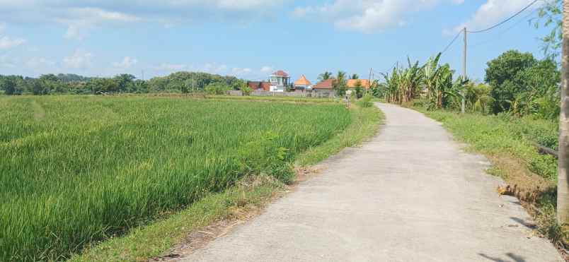 disewakan tanah tibu biu tabanan bali