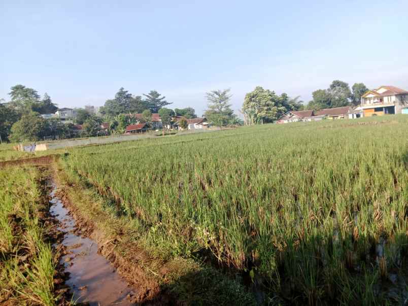 jual cepat tanah sawah cimanggung sumedang