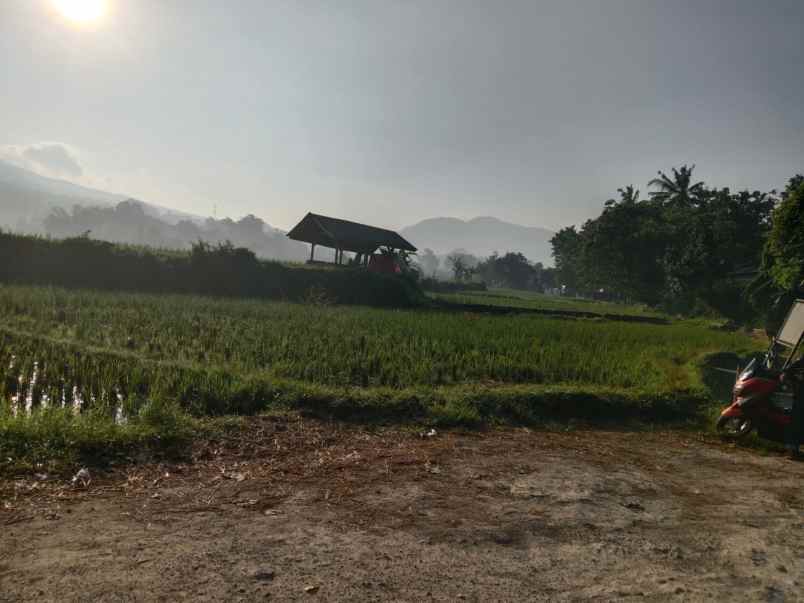 jual cepat tanah sawah cimanggung sumedang