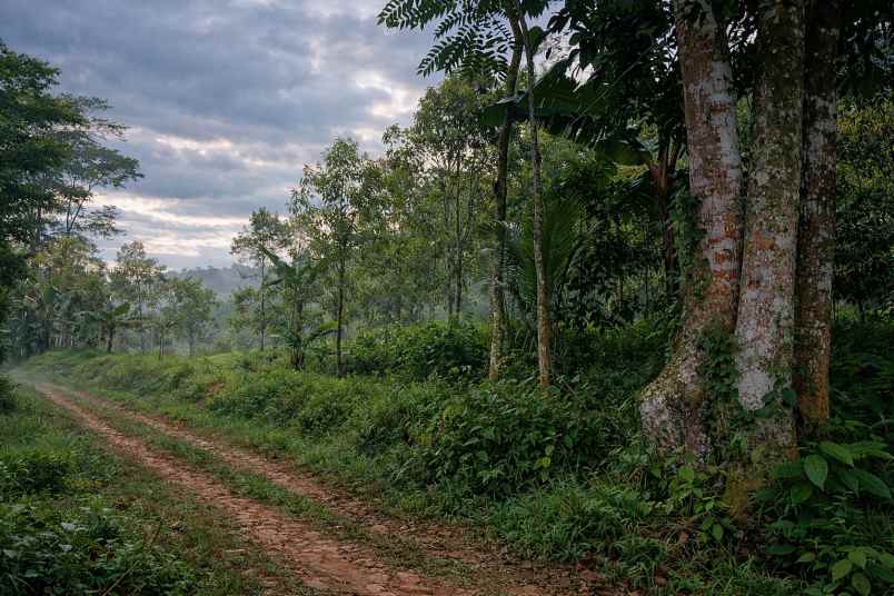 jual kebun cengkeh produktif di panawangan ciamis