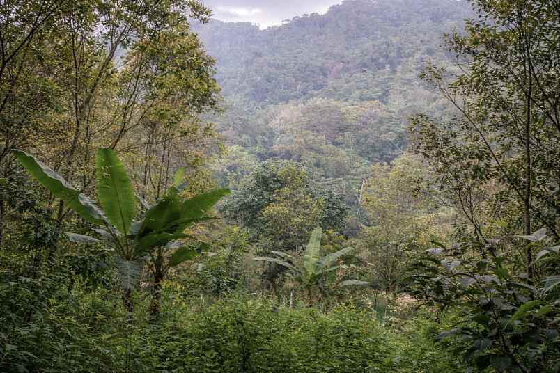 jual kebun cengkeh produktif di panawangan ciamis