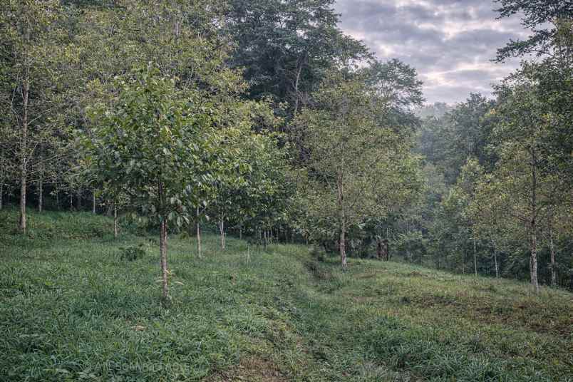 jual kebun cengkeh produktif di panawangan ciamis