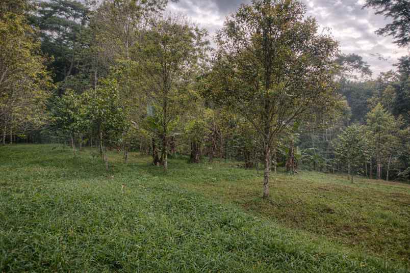 jual kebun cengkeh produktif di panawangan ciamis