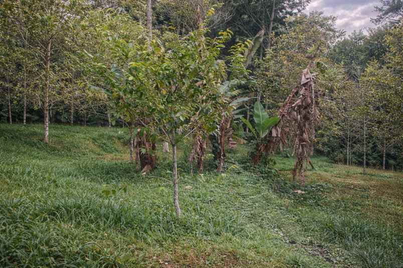 jual kebun cengkeh produktif di panawangan ciamis
