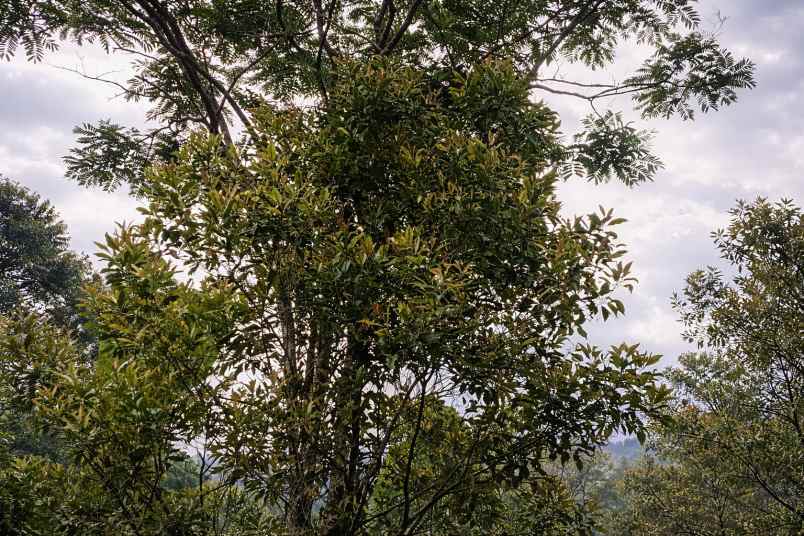 jual kebun cengkeh produktif di panawangan ciamis