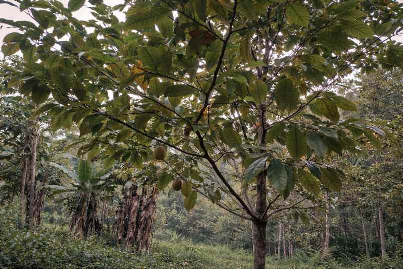 jual kebun cengkeh produktif di panawangan ciamis