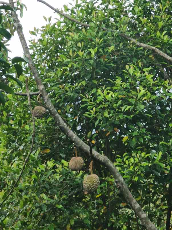 jual kebun durian manggis 100 hektar di bogor raya