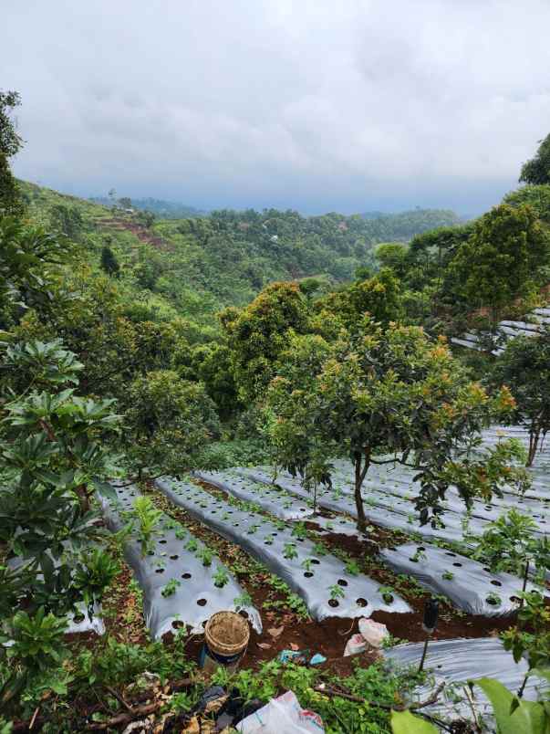 jual kebun produktif bandung alpukat