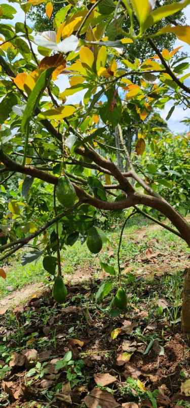 jual kebun produktif bandung alpukat