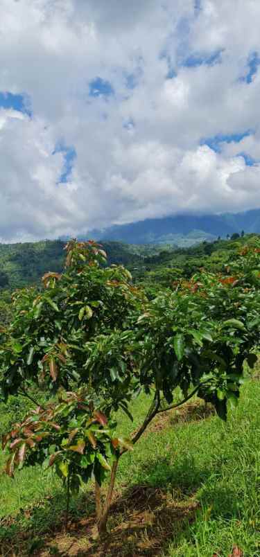 jual kebun produktif bandung alpukat