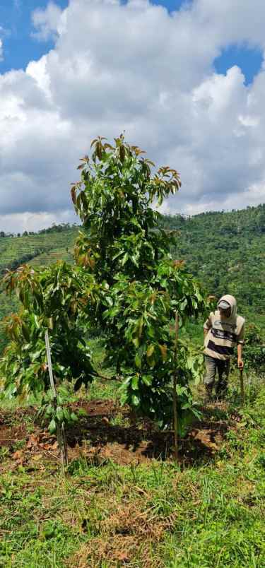 jual kebun produktif bandung alpukat