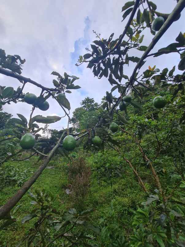 jual kebun produktif bandung alpukat