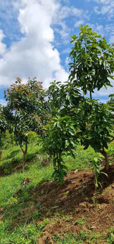 jual kebun produktif bandung alpukat
