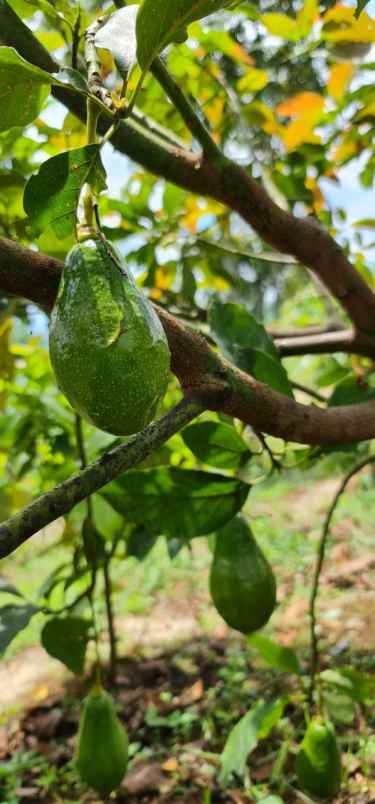 jual kebun produktif bandung alpukat