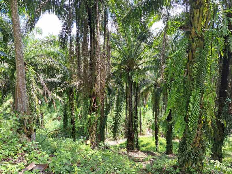 jual kebun sawit di talun kenas 9 2 ha shm o8i3ii6ii4i