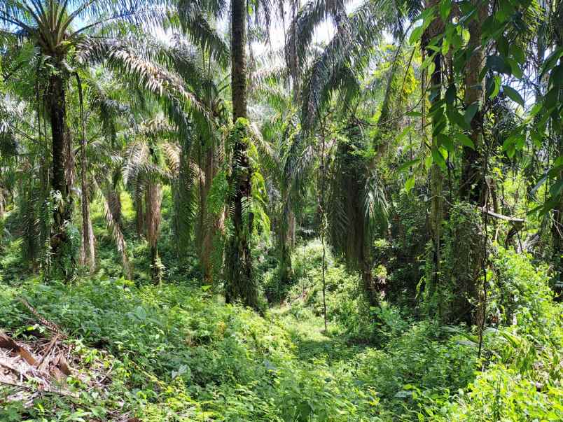 jual kebun sawit di talun kenas 9 2 ha shm o8i3ii6ii4i
