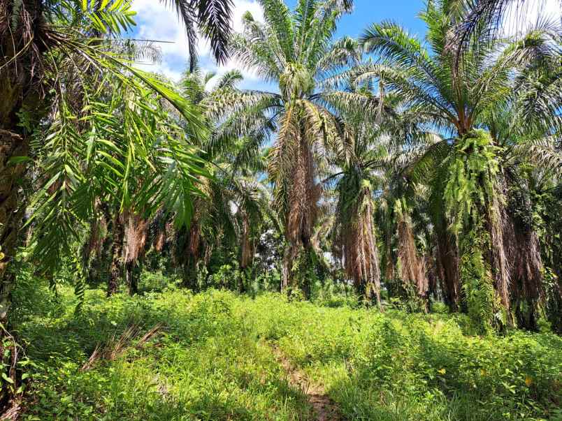 jual kebun sawit di talun kenas 9 2 ha shm o8i3ii6ii4i