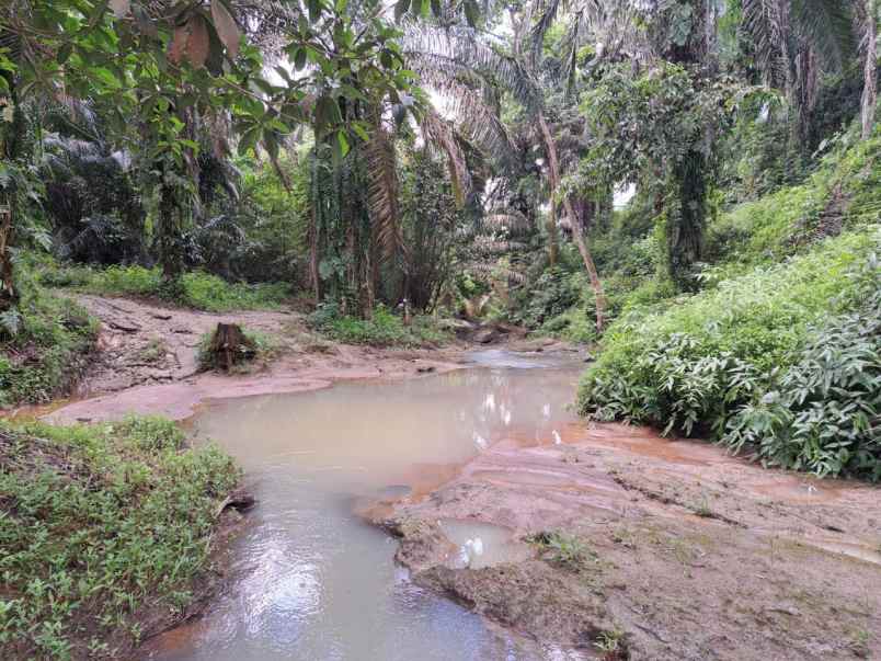 jual kebun sawit di talun kenas 9 2 ha shm o8i3ii6ii4i
