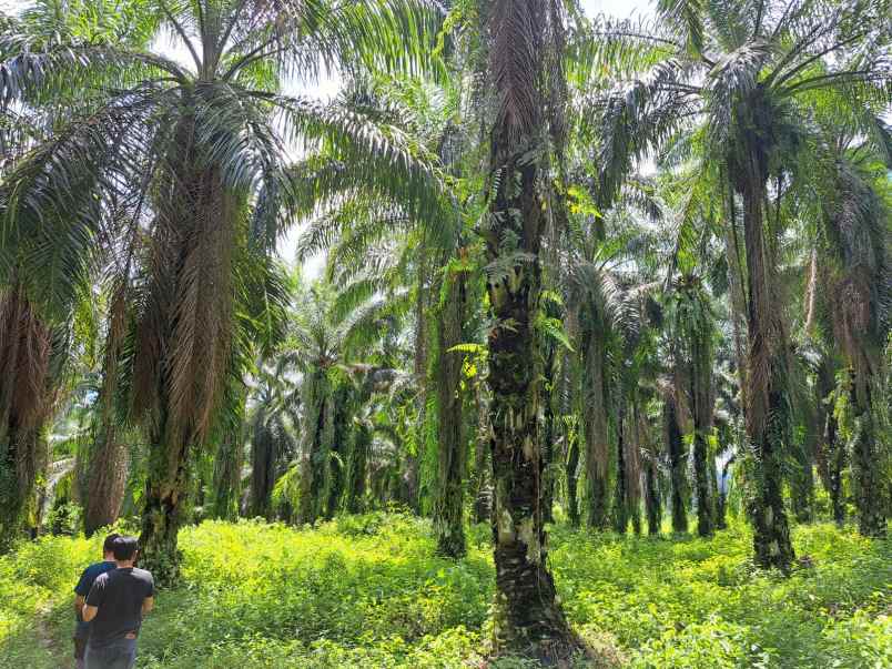 jual kebun sawit di talun kenas 9 2 ha shm o8i3ii6ii4i