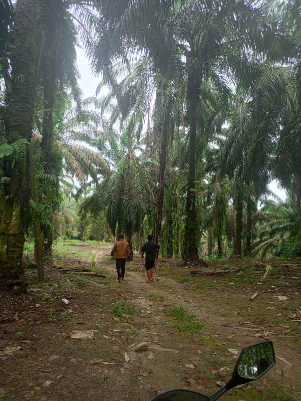 jual kebun sawit di talun kenas 9 2 ha shm o8i3ii6ii4i