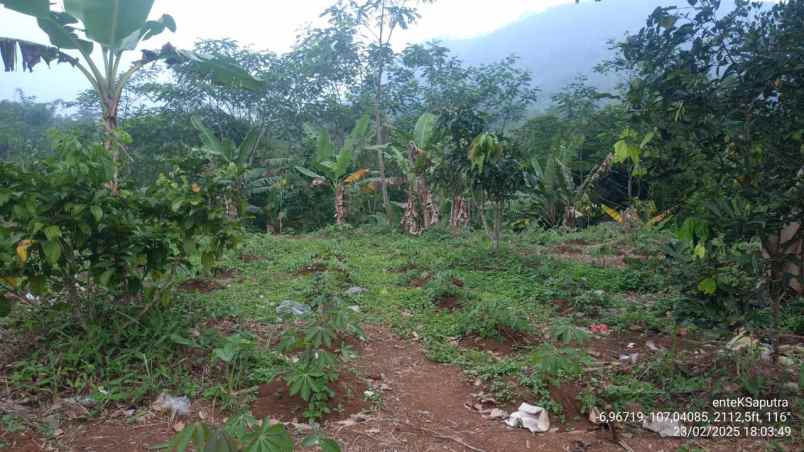 jual murah tanah perkebunan di campaka cianjur