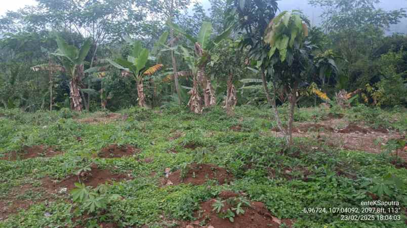 jual murah tanah perkebunan di campaka cianjur