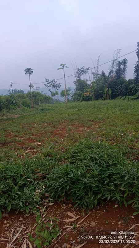 jual murah tanah perkebunan di campaka cianjur