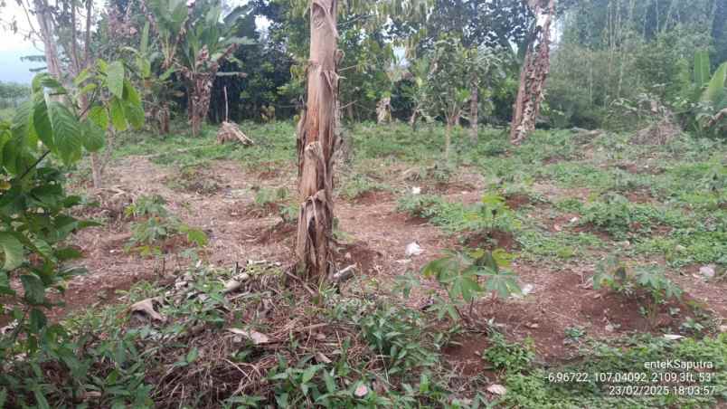 jual murah tanah perkebunan di campaka cianjur