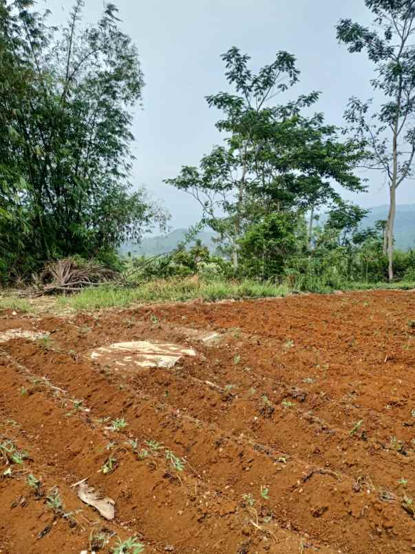 jual murah tanah perkebunan di campaka cianjur