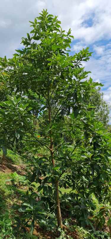 jual tanah super murah bandung selatan