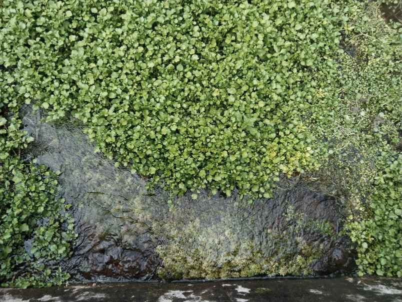 lahan mata air sagalaherang subang jawa barat