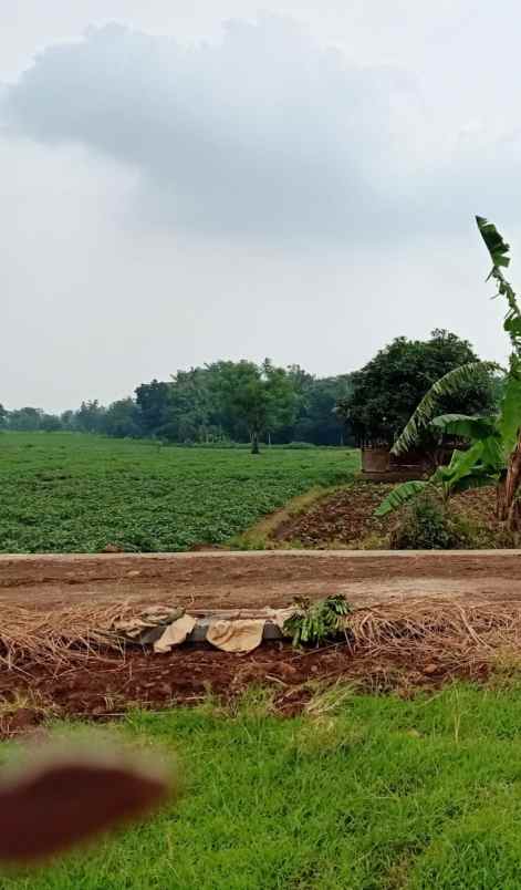 lahan produktiv pinggir jln desa