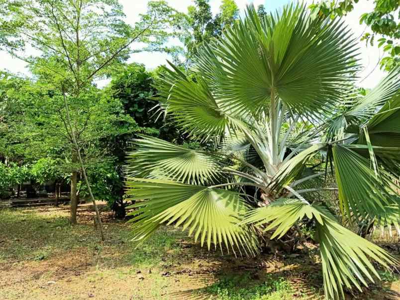 rumah mewah semi furnished di sukarame bandar lampung