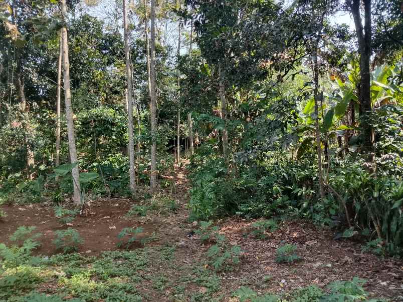 tanah daerah ciater subang jawa barat