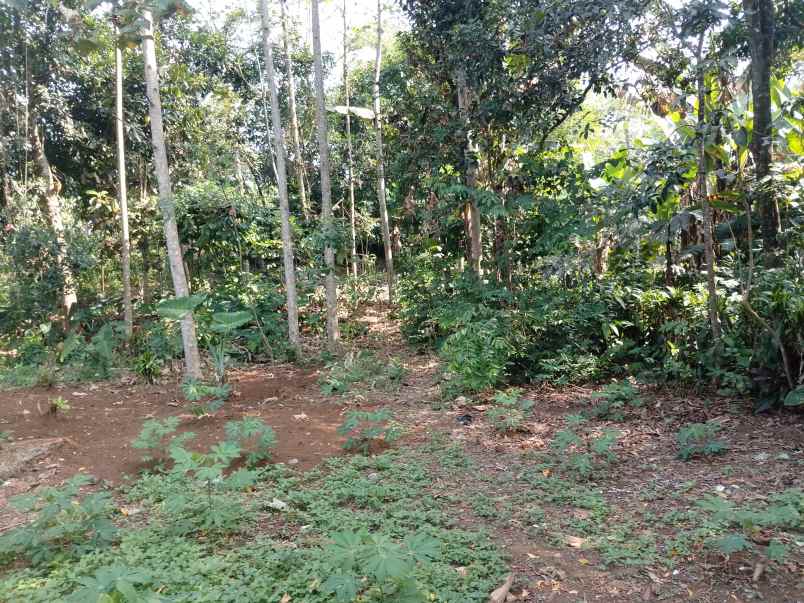 tanah daerah ciater subang jawa barat