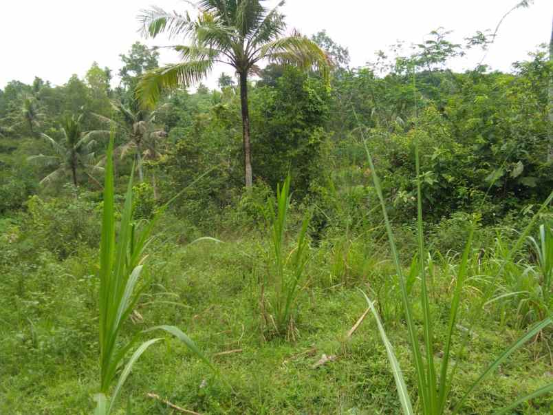 tanah di karang anyar jari agung luas 6200m shm