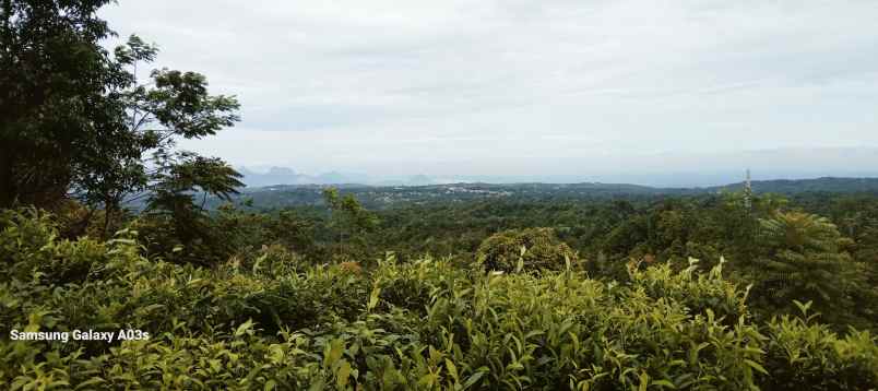 Tanah Kebun Teh Pemandangan Bagus Di Bojong Purwakarta