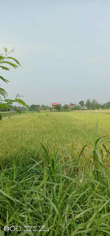 tanah sawah dijual