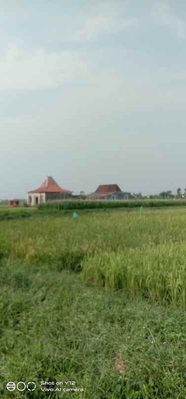 tanah sawah dijual