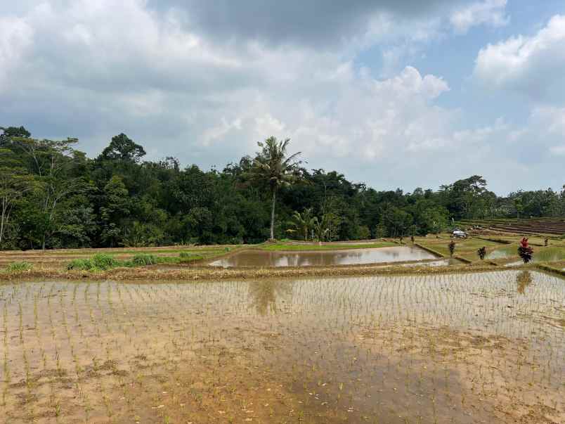 tanah subur 2000m timur pasar mojogedang karanganyar