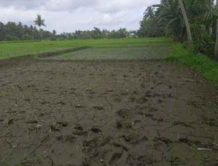 dijual cepat sawah di desa gendoh sempu banyuwangi