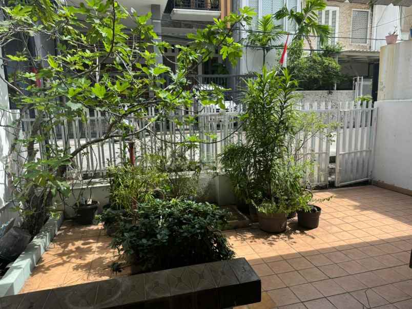 dijual rumah kelapa cengkir kelapa