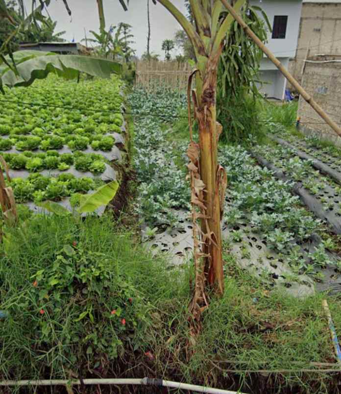 dijual tanah daerah wangunsari lembang