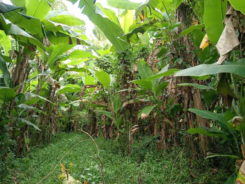 dijual tanah desa bajra kec selemadeg