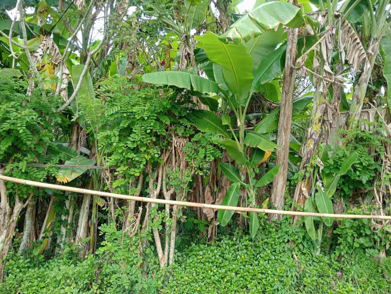 dijual tanah desa bajra kec selemadeg