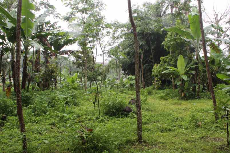 dijual tanah desa taman suruh kec