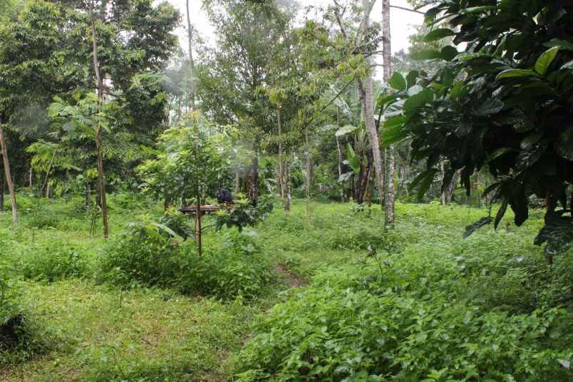 dijual tanah desa taman suruh kec