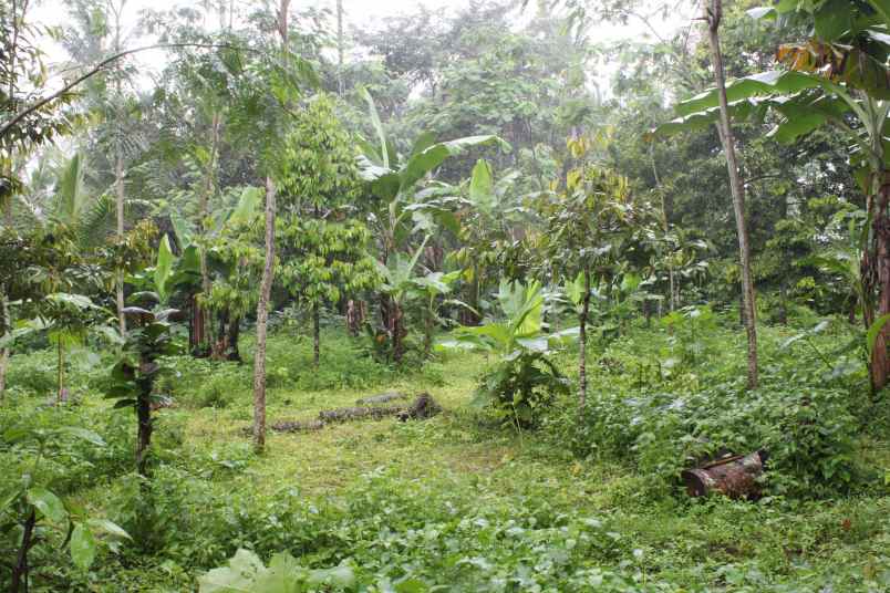 dijual tanah desa taman suruh kec