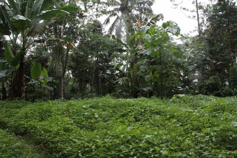 dijual tanah desa taman suruh kec