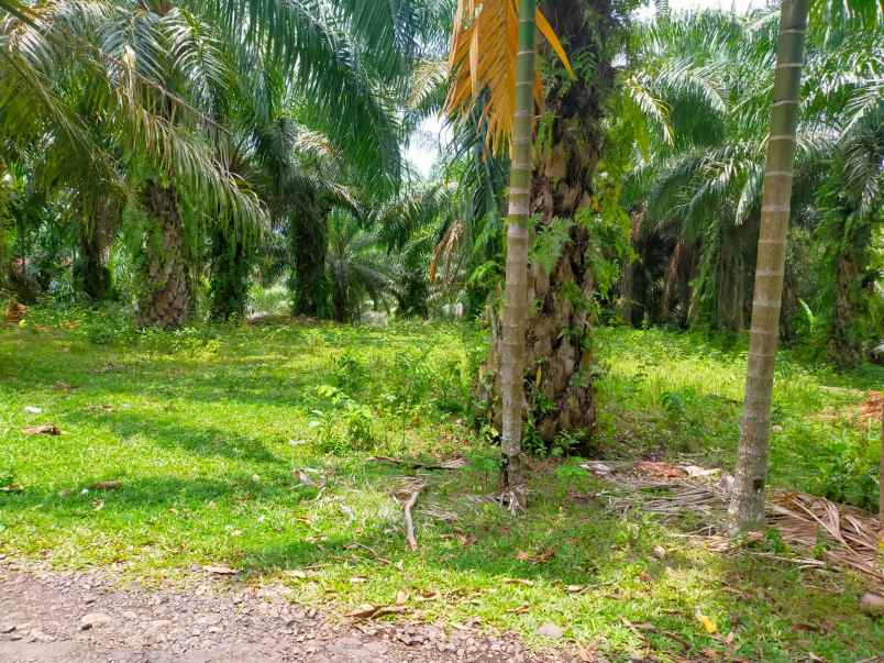 dijual tanah dijual tanah di jl semarak